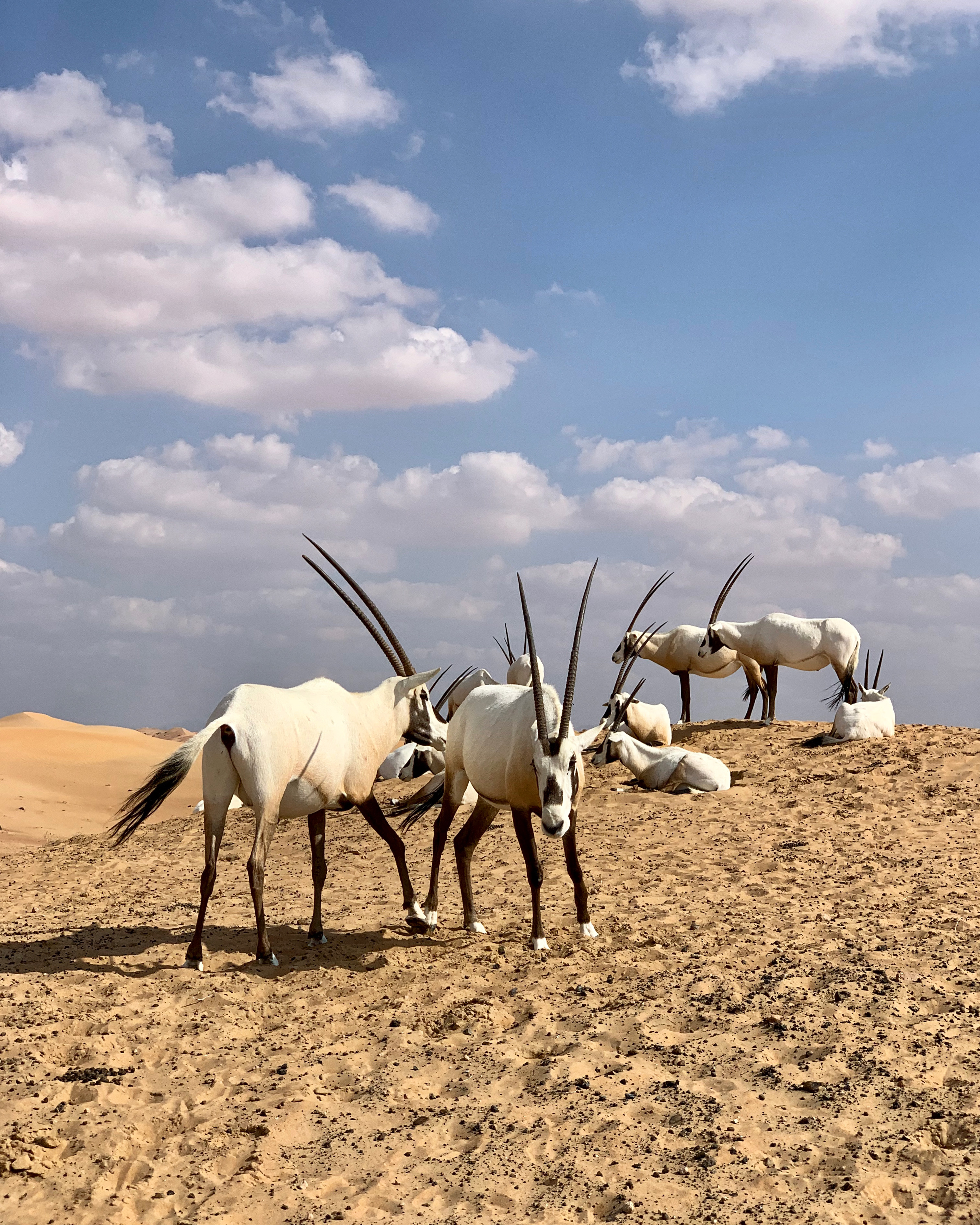 Hotel Overview: Al Maha, a Luxury Collection Desert Resort & Spa, Dubai